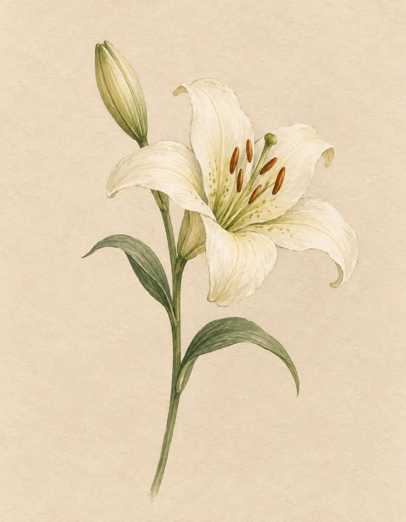 Condolences card illustration: a single lily
